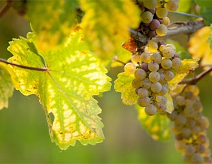 vindruer
